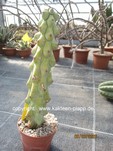 Myrtillocactus_geometrizans_mostrosus_1656-2