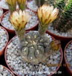 Neochilenia napina (Thelocephala)