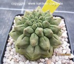Neochilenia occulta green form 4014