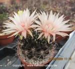 Neochilenia scoparina