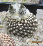 Neochilenia spec. nov Bahia-Salta (Thelocephala)