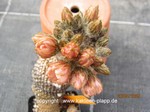 Neochilenia_duripulpa_1526-2