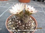 Neochilenia_esmeraldana_2305-1