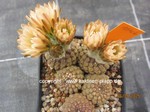 Neochilenia_napina_1546-2