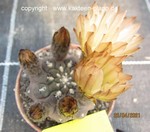 Neochilenia napina 4023