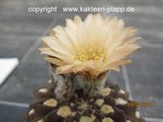 Neochilenia occulta 3296