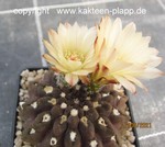 Neochilenia occulta 3372
