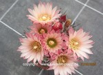 Neochilenia_paucicostata_1578-2
