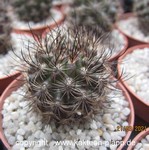 Neoporteria gerocephala (black form)