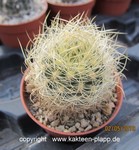 Neoporteria senile yellow spines
