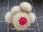 Neoporteria_senile_1518-2