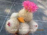 Neoporteria_senile_1518-3