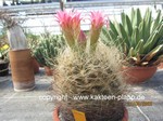 Neoporteria_senilis_1016-1