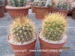 Neoporteria_subgibbosa_0922