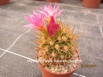 Neoporteria_subgibbosa_allgemein_240322