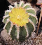 Notocactus magnificus minimus Motherplant