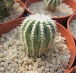 Notocactus magnificus minimus