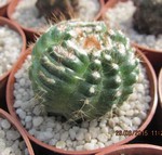 Notocactus uebelmannianus montrosus