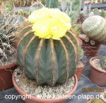 Notocactus magnificus