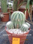 Notocactus magnificus minimus 156