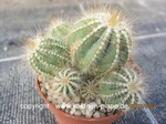 Notocactus_magnificus_minimus_231007