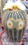 Notocactus schumannianus