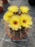 Notocactus turececkianus