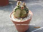 Notocactus_uebelmannianus_monstrosus-865-2