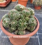 Notocactus uebelmannianus monstrosus Gruppe