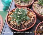 Obregonia denegrii