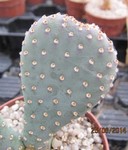Opuntia basilaris v. whitneyana