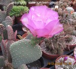 Opuntia basilaris v.ramosa  9a