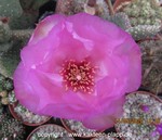 Opuntia basilaris v.ramosa flower