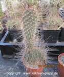 Opuntia spec. CW2012 n 3309