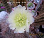 Opuntia spec. GC2012a