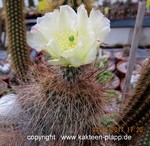Opuntia erinacea hystricina  (unrooted Cutting)