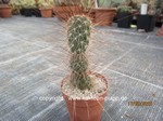 Opuntia erinacea hystricina