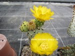 Tephrocactus kuehnrichiana (unrooted Cutting)