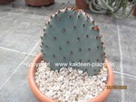 Opuntia macrocentra cutting