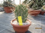 Opuntia sulphurea "Apache" Typ1 1666