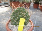 Opuntia sulphurea "Apache" Typ2 1667