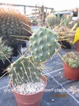 Opuntia sulphurea gelb cutting