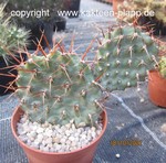 Opuntia sulphurea rot cutting