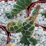 Opuntia zebrina "reticulata"   (unrooted Cutting)