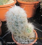 Oreocereus trollii 3270