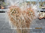 Oreocereus_celsianus_1619-2