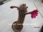 Oreocerereus Hybride X Akersia roseiflora