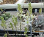Ornithogalum lithopsioides (Miniature Plant)1
