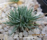 Ornithogalum sardienii (Miniature Plant)