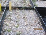 Ornithogalum juncifolium